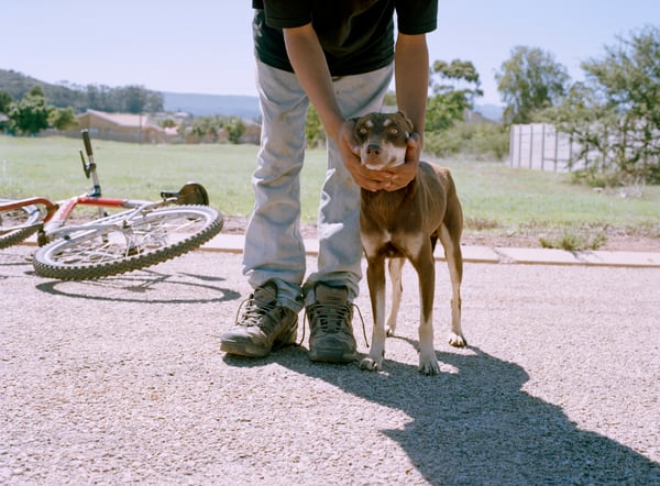 Brown Dog