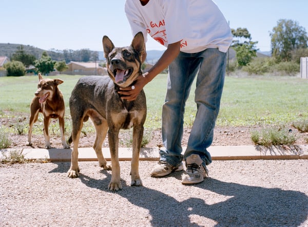 German Shepard Mix