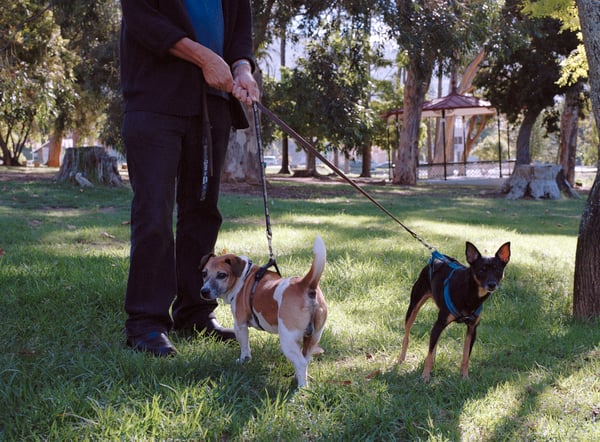 Walter & Hoender