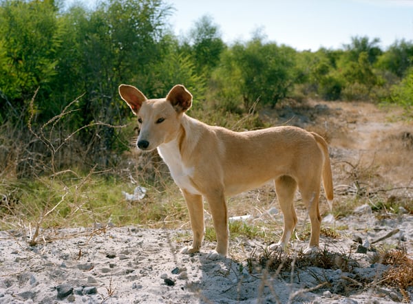 Yellow Dog