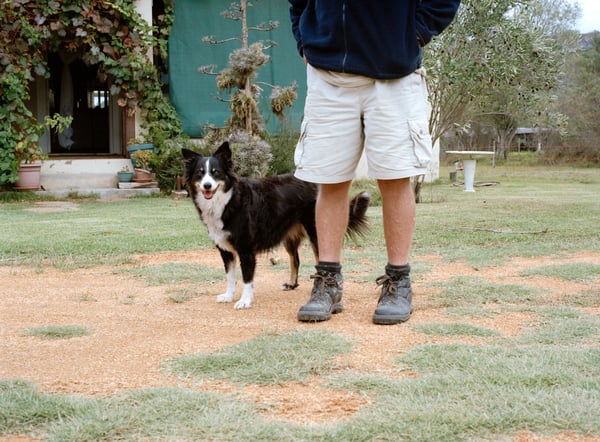 Sheep Dog