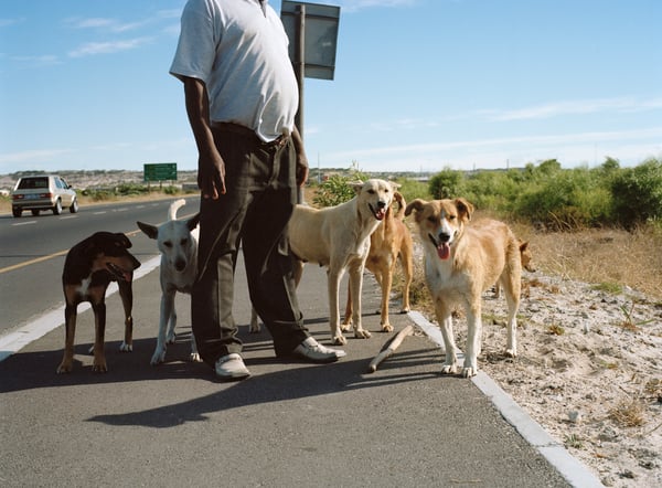 Pack of Dogs